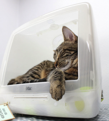 imac cat-house.png