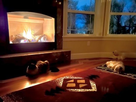 FireCats.jpg