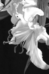 flower.jpg