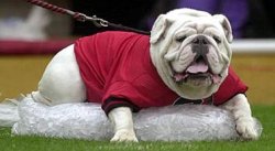 UGA VI-uga on ice.jpg