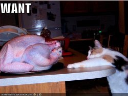 funny-pictures-cat-wants-turkey.jpg