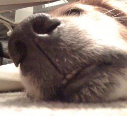 bignose.jpg