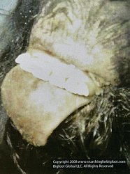 41638021.jpg