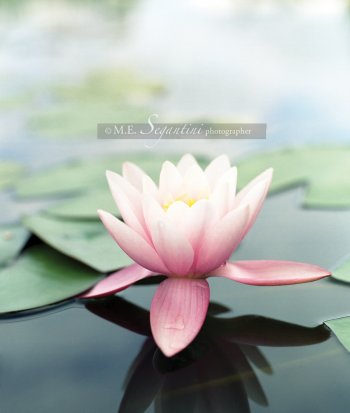 LOTO©cprght001.jpg