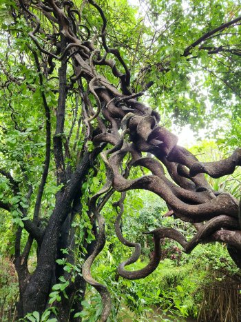 tree Chiang Mai.jpg