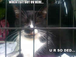 LOLCat.jpg