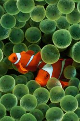 iphoneClown Fish.jpg