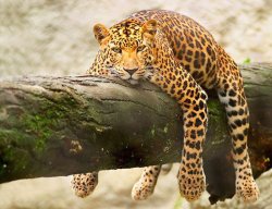 sleepyleopard_700.jpg