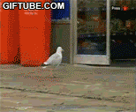 7843.gif
