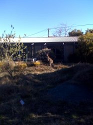 Kangaroo in Backyard.jpg