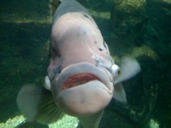 LondonAquarium.JPG