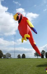 parrot.jpg