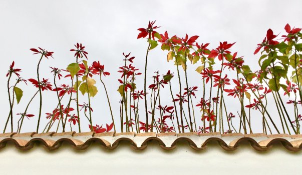 Flowers.jpg