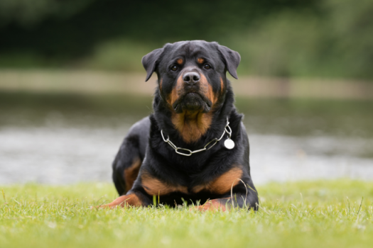 rottweiler-guard-dog-768x512.png