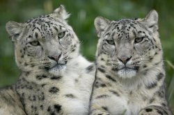 Snow Leopard Pair.jpg