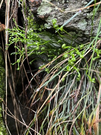 Asplenium septentrionale.jpeg Asplenium septentrionale.jpeg