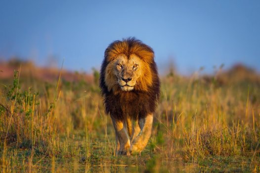 207056-animals-wildlife-lion-nature.jpg