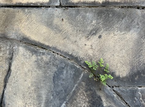 Wall-rue.jpeg