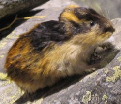 699px-Lemming.jpg