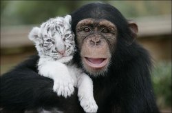 anjana-the-chimpanzee-and-two-tigers-3.jpg