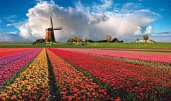 HollandWindmillTulips.jpg