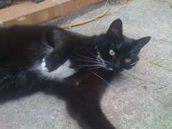 Baily - My Cat.JPG Baily - My Cat.JPG