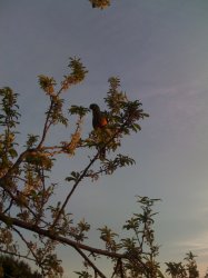 Parrot.JPG Parrot.JPG