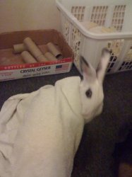 Rabbit 1.JPG
