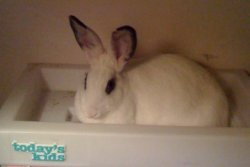 Rabbit 2.JPG