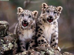Snow Leopards.jpg