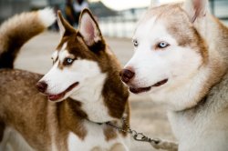 Huskies, Hong Kong.jpg
