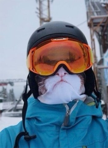 catgogle.jpg