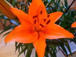 lilly 01182009.jpg
