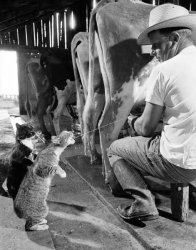 Farm-Cats.jpg