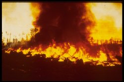 Flames at Night.jpg