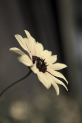 IMG_0001.PNG