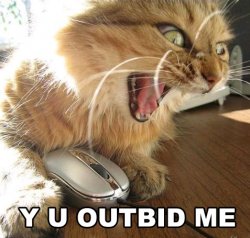 lolcat.jpg