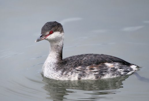 Horned_Grebe_1415_1000p.jpg