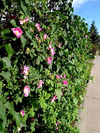 WildRoses_325A.jpg