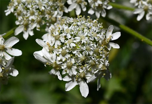 SingleFlorette.jpg