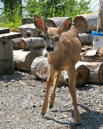 Fawns3_687.jpg