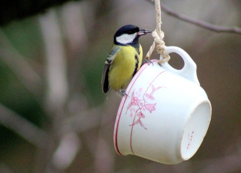 great_tit_teacup2.jpg