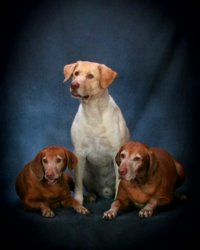 3 dogs.jpg