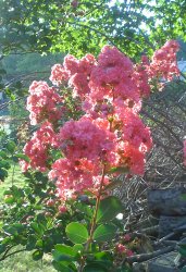 IMG_0417.JPG