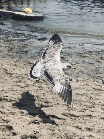 IMG_2762.jpeg