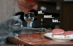 funny-pictures-this-cat-wants-a-salami-sandwich.jpg