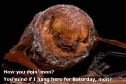 Baturday.jpg