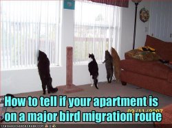 funny-pictures-your-apartment-is-on-a-bird-migration-route1.jpg