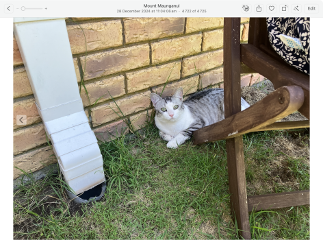 cat.png