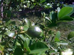 meyers lemmon tree.jpg